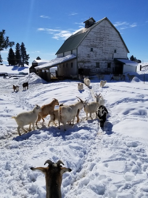 humane-certification